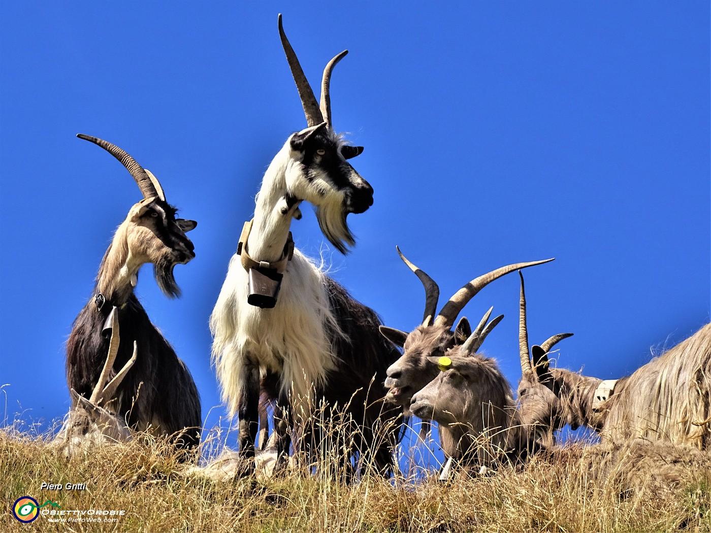 32 Dall'alto del colletto in cresta al Monte di sopra capre orobiche ci osservano.JPG